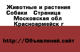 Животные и растения Собаки - Страница 12 . Московская обл.,Красноармейск г.